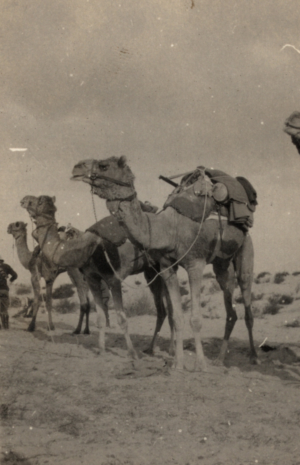 Photo from page 05 of album WWI Photograph Album - New Zealand, Egypt, Sinai &amp; Palestine.