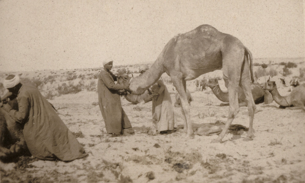 Photo from page 07 of album WWI Photograph Album - New Zealand, Egypt, Sinai &amp; Palestine.