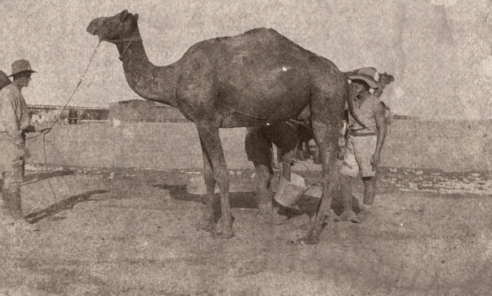 Photo from page 07 of album WWI Photograph Album - New Zealand, Egypt, Sinai &amp; Palestine.