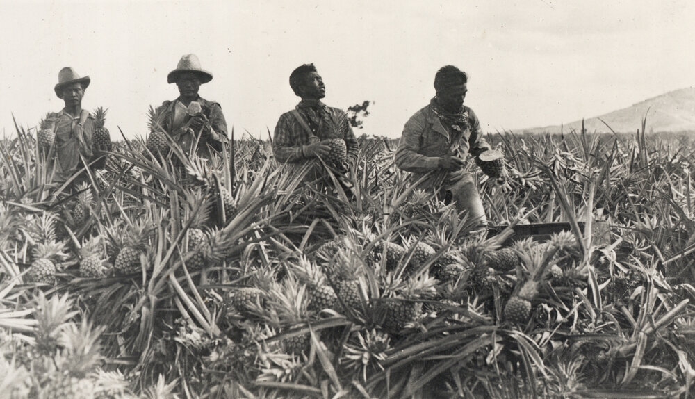 Photo from page 19 of album Photograph Album: 28 Maori Battalion - WWII