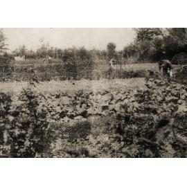 Photo from page 38 of album WWI Photograph Album  - Egypt & England