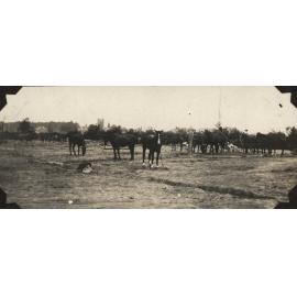 Photo from page 17 of album WWI Photograph Album  - Egypt, England & the Western Front