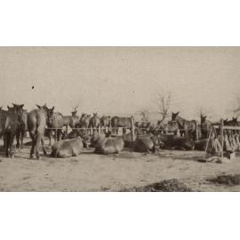 Photo from page 07 of album WWI Photograph Album  - Western Front