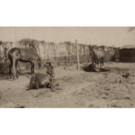 Photo from page 13 of album WWI Photograph Album  - Western Front