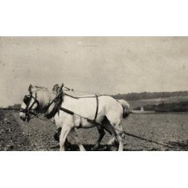 Photo from page 04 of album WWI Photograph Album  - Western Front