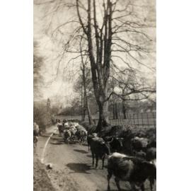 Photo from page 55 of album WWI Photograph Album  - England