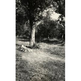 Photo from page 32 of album WWI Photograph Album  - Egypt & Gallipoli