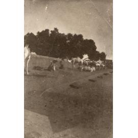 Photo from page 06 of album WWI Photograph Album  - Gallipoli, Sinai & Palestine
