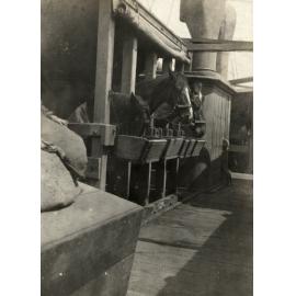 Photo from page 03 of album WWI Photograph Album  - Sinai & Palestine