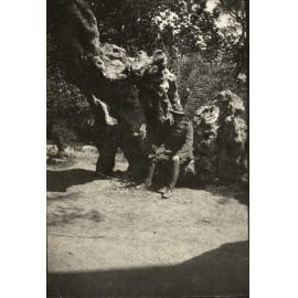 Photo from page 07 of album WWI Photograph Album  - Sinai & Palestine