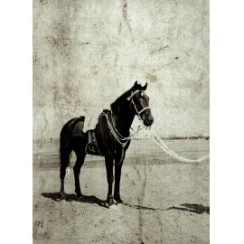 Photo from page 07 of album WWI Photograph Album  - Sinai & Palestine