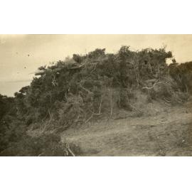 Photo from page 08 of album WWI Photograph Album  - Sinai & Palestine