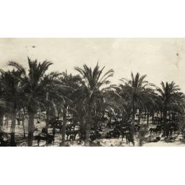 Photo from page 10 of album WWI Photograph Album  - Sinai & Palestine