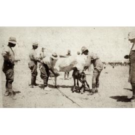 Photo from page 13 of album WWI Photograph Album  - Sinai & Palestine