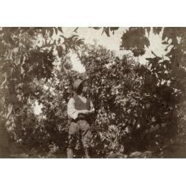 Photo from page 16 of album WWI Photograph Album  - Sinai & Palestine