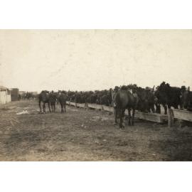 Photo from page 09 of album WWI Photograph Album  - Gallipoli and Sinai & Palestine