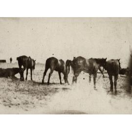 Photo from page 09 of album WWI Photograph Album  - Gallipoli and Sinai & Palestine