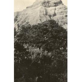 Photo from page 16 of album WWI Photograph Album  - Gallipoli and Sinai & Palestine