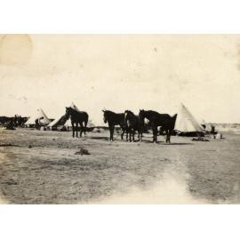Photo from page 16 of album WWI Photograph Album  - Gallipoli and Sinai & Palestine