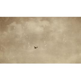 Photo from page 20 of album WWI Photograph Album - Medical Staff & Nurses: Egypt and England