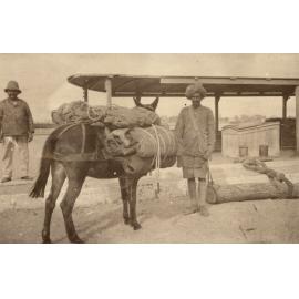 Photo from page 21 of album WWI Photograph Album - Medical Staff & Nurses: Egypt and England