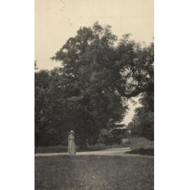 Photo from page 24 of album WWI Photograph Album - Medical Staff & Nurses: Egypt and England