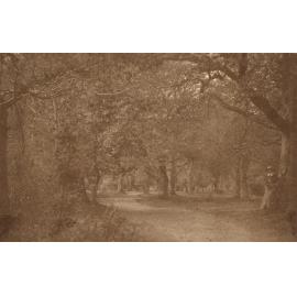 Photo from page 40 of album WWI Photograph Album - Medical Staff & Nurses: Egypt and England