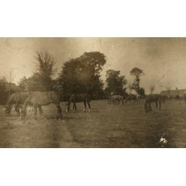 Photo from page 14 of album WWI Photograph Album - Western Front