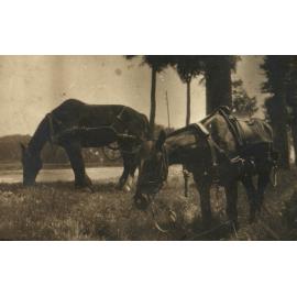 Photo from page 14 of album WWI Photograph Album - Western Front