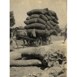 Photo from page 05 of album WWI Photograph Album - Egypt & Gallipoli