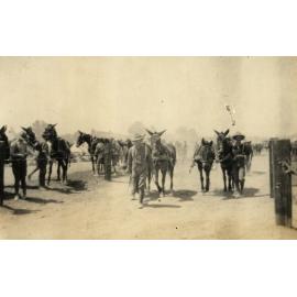 Photo from page 06 of album WWI Photograph Album - Egypt & Gallipoli