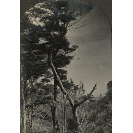 Photo from page 03 of album WWI Photograph Album - Nurses and Medical Staff in New Zealand