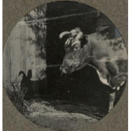 Photo from page 09 of album WWI Photograph Album - Nurses and Medical Staff in New Zealand