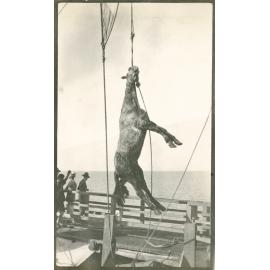 Photo from page 05 of album WWI Photograph Album - Egypt & Gallipoli