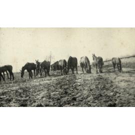 Photo from page 09 of album WWI Photograph Album - Western Front.