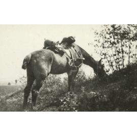 Photo from page 10 of album WWI Photograph Album - Western Front.