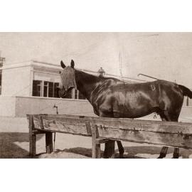 Photo from page 04 of album WWI Photograph Album - Egypt, Sinai and Palestine