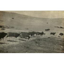 Photo from page 03 of album WWI Photograph Album - Egypt & Sinai and Palestine.