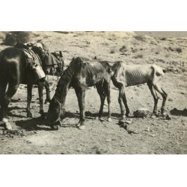 Photo from page 05 of album WWI Photograph Album - Egypt & Sinai and Palestine.