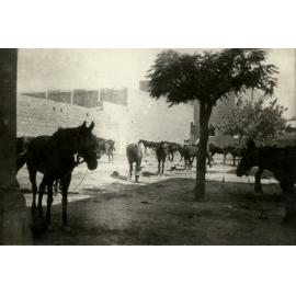 Photo from page 08 of album WWI Photograph Album - Egypt & Sinai and Palestine.