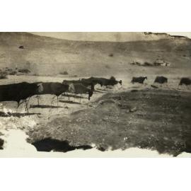 Photo from page 14 of album WWI Photograph Album - Egypt & Sinai and Palestine.