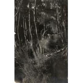 Photo from page 05 of album WWI Photograph Album - New Zealand and Egypt.