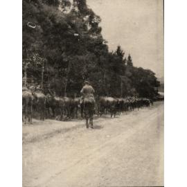 Photo from page 11 of album WWI Photograph Album - New Zealand and Egypt.