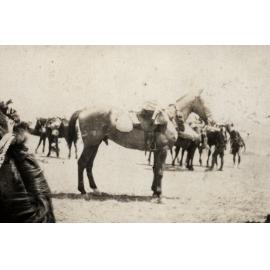 Photo from page 10 of album WWI Photograph Album - Egypt, Sinai & Palestine.