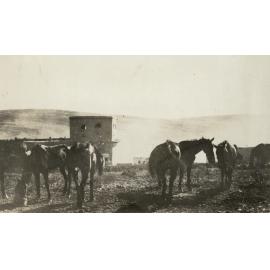 Photo from page 07 of album WWI Photograph Album - New Zealand, Egypt and Sinai & Palestine.