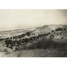 Photo from page 08 of album WWI Photograph Album - New Zealand, Egypt and Sinai & Palestine.