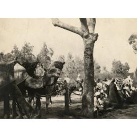 Photo from page 10 of album WWI Photograph Album - New Zealand, Egypt and Sinai & Palestine.