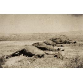 Photo from page 10 of album WWI Photograph Album - New Zealand, Egypt and Sinai & Palestine.