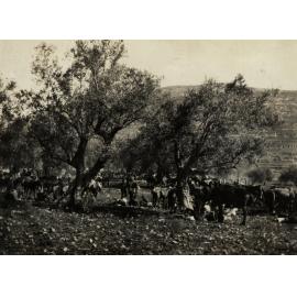 Photo from page 19 of album WWI Photograph Album - New Zealand, Egypt and Sinai & Palestine.