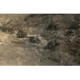 Photo from page 24 of album WWI Photograph Album - New Zealand, Egypt and Sinai & Palestine.